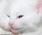 Άσπρος Γάτος πρόσωπο
